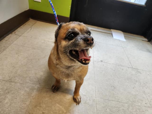 Shelter Stray Female Dog last seen Near BLOCK 111TH WAY SE, KENT WA 98031, 21615 64th Ave S, Kent, WA 98032, USA