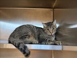 Shelter Stray Male Cat last seen , 957 N Gaffey St, San Pedro, CA 90731, USA