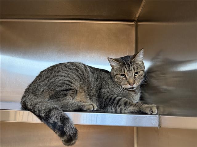 Shelter Stray Male Cat last seen , 957 N Gaffey St, San Pedro, CA 90731, USA
