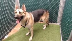 Shelter Stray Male Dog last seen , 11258 Garfield Ave, Downey, CA 90242, USA