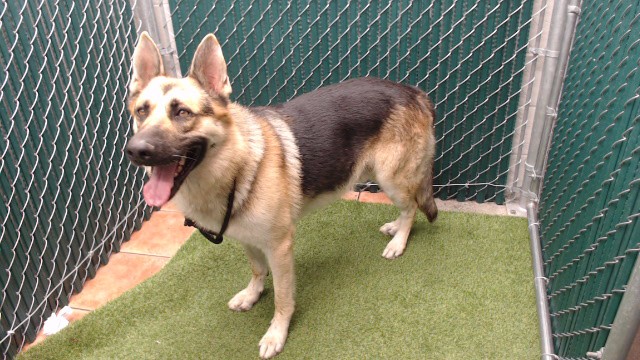 Shelter Stray Male Dog last seen , 11258 Garfield Ave, Downey, CA 90242, USA