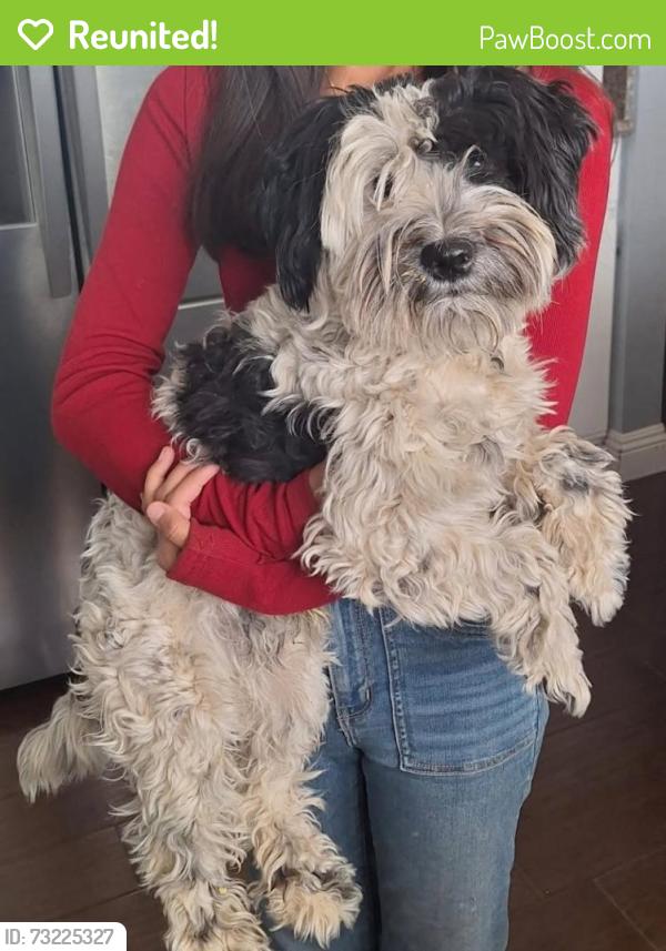 Reunited Male Dog last seen Pabco and sunset, Henderson, NV 89011