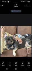 Lost Male Dog last seen 91st ave lower buckeye rd, Phoenix, AZ 85353