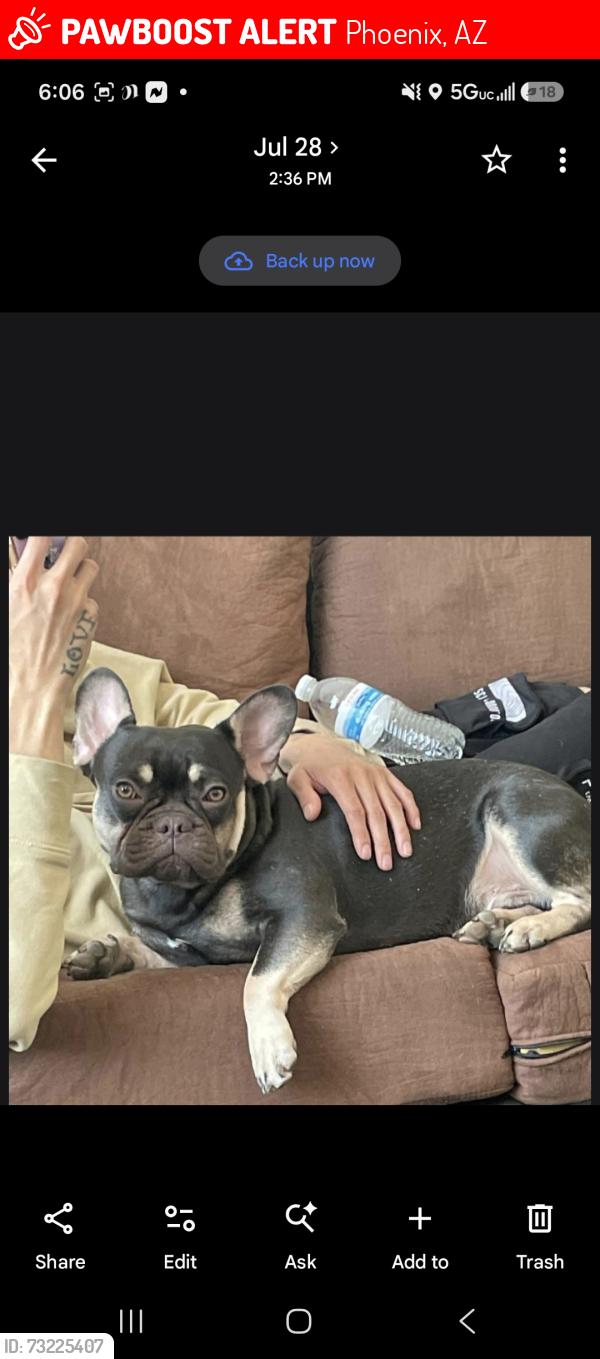 Lost Male Dog last seen 91st ave lower buckeye rd, Phoenix, AZ 85353
