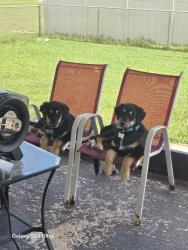 Reunited Male Dog last seen Near 5th TER, Cape Coral Florida, Cape Coral, FL 33993