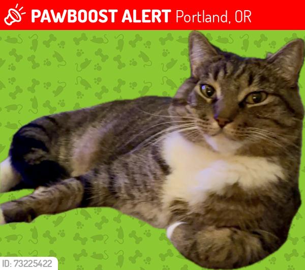 Lost Male Cat last seen SE Tenino St, SE 138th, SE Clatsop St, SE Deardorff Rd, Portland, OR 97236
