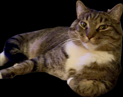 Lost Male Cat last seen SE Tenino St, SE 138th, SE Clatsop St, SE Deardorff Rd, Portland, OR 97236