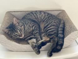 Lost Female Cat last seen PV blvd, Torrance, CA 90503