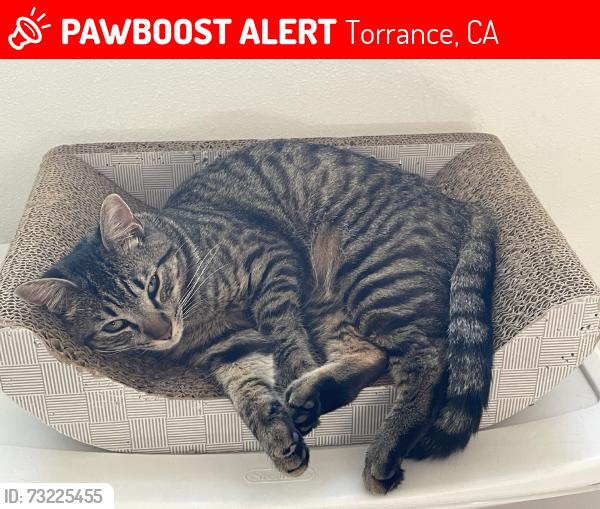 Lost Female Cat last seen PV blvd, Torrance, CA 90503