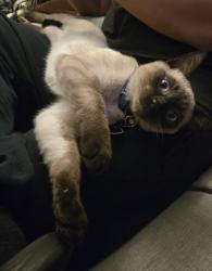 Reunited Male Cat last seen Newton and Bennington, Kansas City, MO 64119