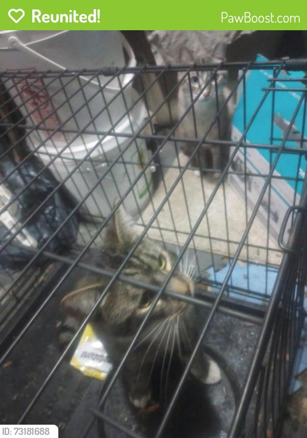 Reunited Male Cat last seen south of E Francis, west right off N Monroe, Spokane, WA 99205