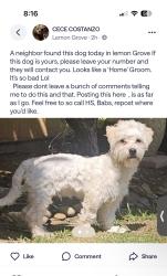 Found/Stray Unknown Dog last seen Lemon grove, Lemon Grove, CA 91946