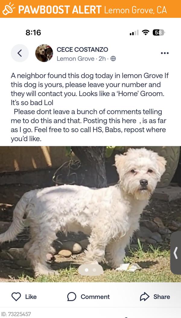 Found/Stray Unknown Dog last seen Lemon grove, Lemon Grove, CA 91946