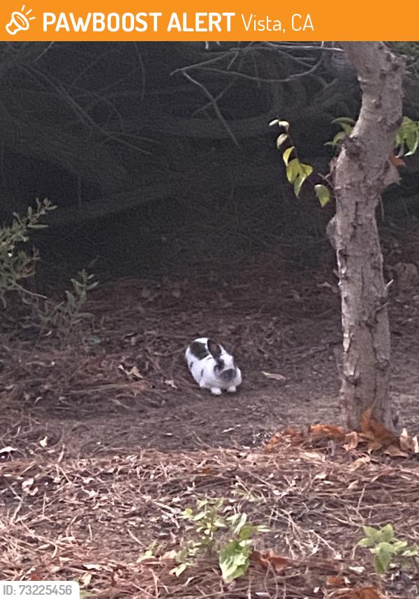 Found/Stray Unknown Rabbit last seen Near Shadowridge Drive near leasing office, Vista, CA 92081