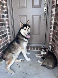 Found/Stray Male Dog last seen Ponder Tx, Ponder, TX 76259