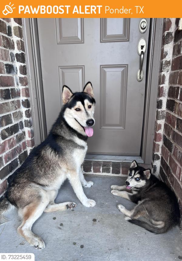 Found/Stray Male Dog last seen Ponder Tx, Ponder, TX 76259