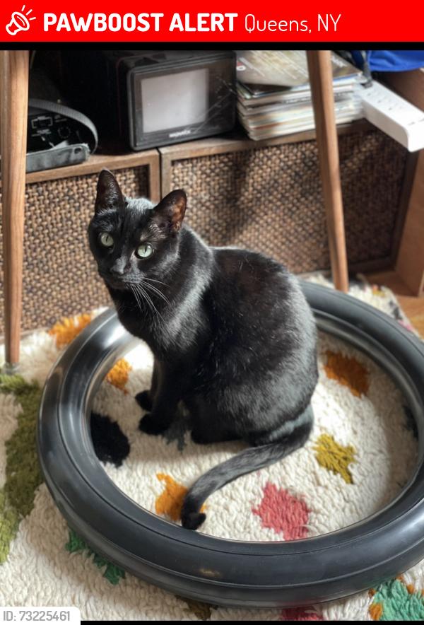 Lost Male Cat last seen Near 64th lane, Queens, NY 11385