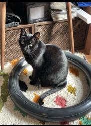 Lost Male Cat last seen Near 64th lane, Queens, NY 11385