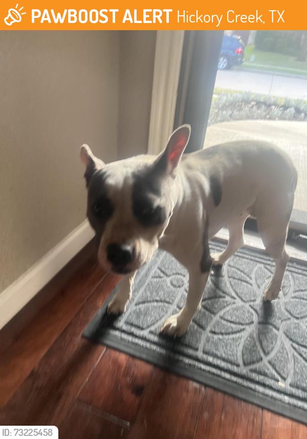 Found/Stray Female Dog last seen Point vista road and Stamford drive, by the campground entrance, Hickory Creek, TX 75065