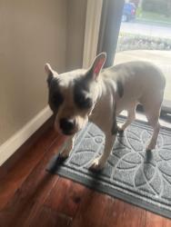 Found/Stray Female Dog last seen Point vista road and Stamford drive, by the campground entrance, Hickory Creek, TX 75065
