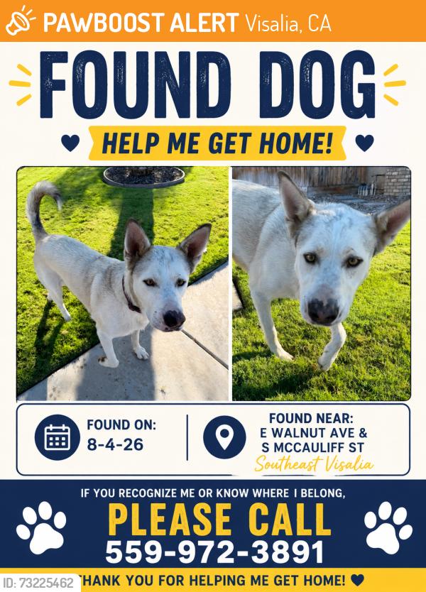 Found/Stray Male Cat last seen E walnut ave and S McAuliff st, Visalia, CA 93292