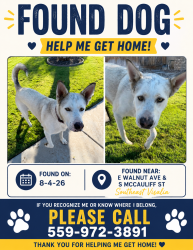 Found/Stray Male Cat last seen E walnut ave and S McAuliff st, Visalia, CA 93292