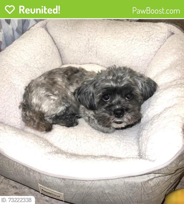Reunited Female Dog last seen Ashburton and walnut st, Yonkers, NY 10701