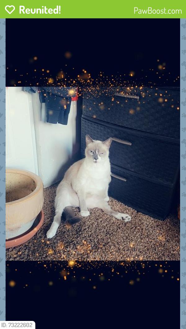 Reunited Male Cat last seen Not far from miller's market, Longview, WA 98632