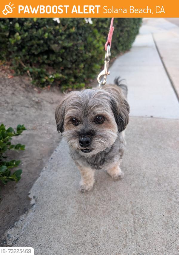 Found/Stray Female Dog last seen Santa Helena and Santa Regina, Solana Beach, CA 92075