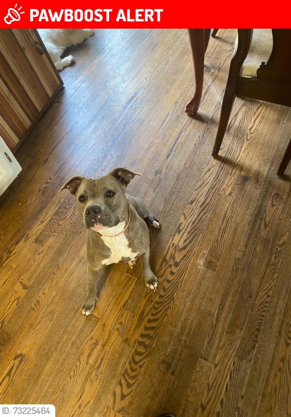 Lost Female Dog last seen Near Red Hill market in Lawrenceburg, Lawrence County, TN 38464