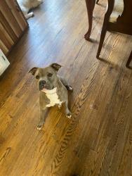 Lost Female Dog last seen Near Red Hill market in Lawrenceburg, Lawrence County, TN 38464