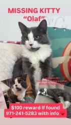 Lost Male Cat last seen Near NE Haven Ln, McMinnville, OR 97128, McMinnville, OR 97128