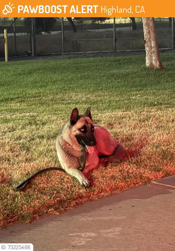 Found/Stray Unknown Dog last seen Fire station, Highland, CA 92346