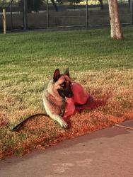 Found/Stray Unknown Dog last seen Fire station, Highland, CA 92346