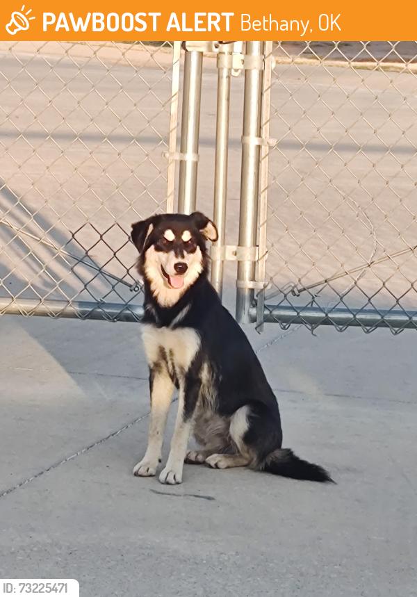 Found/Stray Unknown Dog last seen Green Genie pawn shop, Bethany, OK 73008