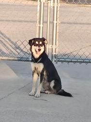 Found/Stray Unknown Dog last seen Green Genie pawn shop, Bethany, OK 73008