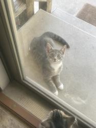 Found/Stray Unknown Cat last seen 6th street, Jacksonville, OH 45740