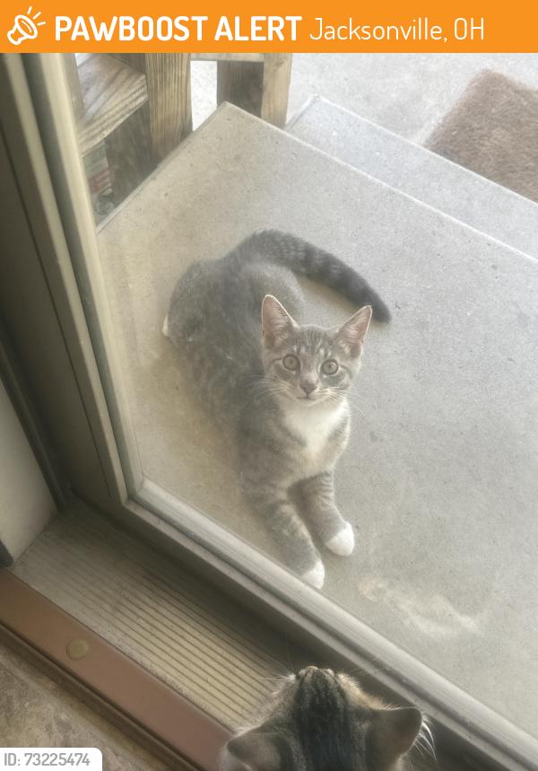 Found/Stray Unknown Cat last seen 6th street, Jacksonville, OH 45740