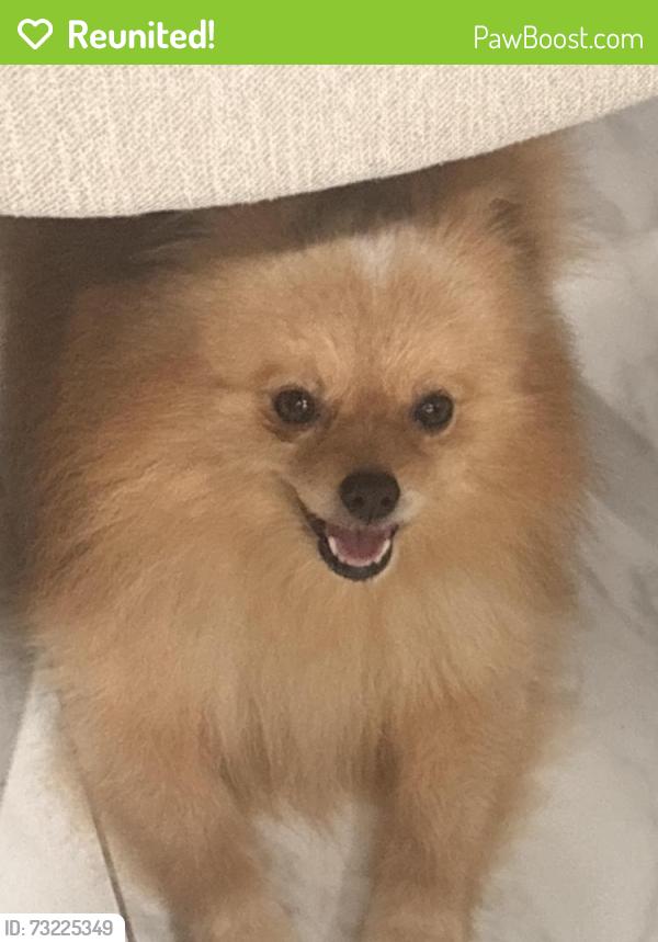 Reunited Male Dog last seen Near mango dr 33415, West Palm Beach, FL 33415