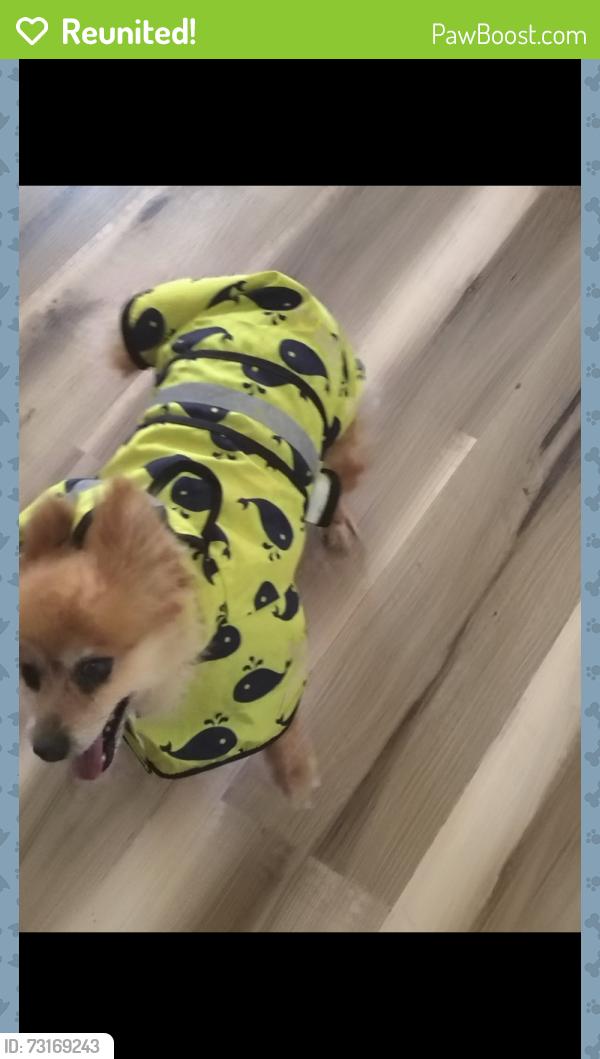 Reunited Male Dog last seen Cuthbert, Midland, TX 79701