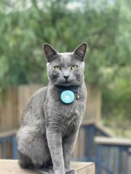 Reunited Male Cat last seen Ardcloney Drive, College Place, Maguire Drive, Sunbury, VIC 3429