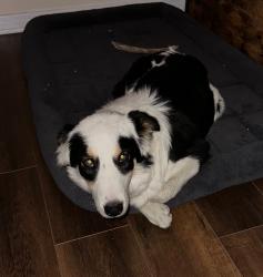 Lost Female Dog last seen Market St, Long Beach, CA 90805