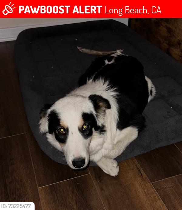 Lost Female Dog last seen Market St, Long Beach, CA 90805