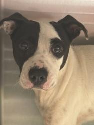 Shelter Stray Male Dog last seen Near Jones Ave Nw, Atlanta, GA, 1251 Fulton Industrial Blvd NW, Atlanta, GA 30336, USA