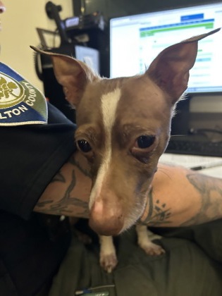 Shelter Stray Male Dog last seen Near larchmont dr nw, Atlanta, GA, 1251 Fulton Industrial Blvd NW, Atlanta, GA 30336, USA