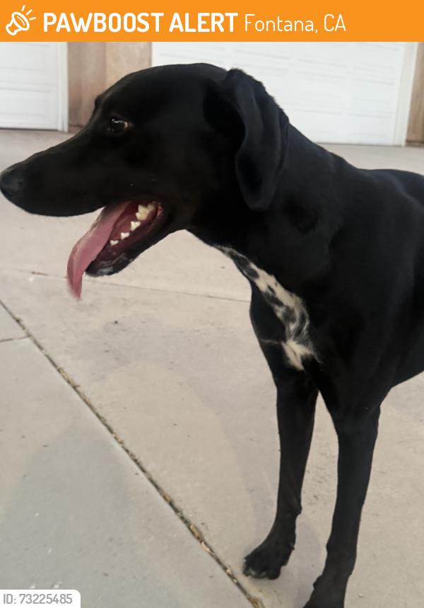 Found/Stray Male Dog last seen Ocean St, Fontana, CA 92336