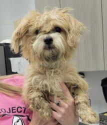 Shelter Stray Female Dog last seen E Gregory Blvd & Cleveland Ave, 64132, 64132, MO, 7077 Elmwood Ave, Kansas City, MO 64132, USA