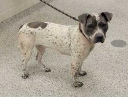 Shelter Stray Female Dog last seen Near Norton Avenue, 64128, MO, 7077 Elmwood Ave, Kansas City, MO 64132, USA