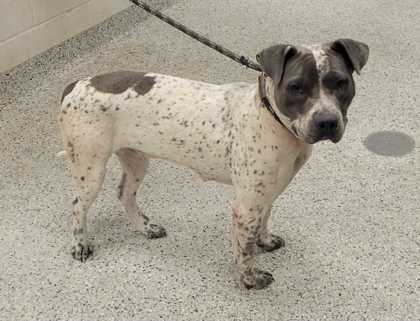 Shelter Stray Female Dog last seen Near Norton Avenue, 64128, MO, 7077 Elmwood Ave, Kansas City, MO 64132, USA