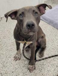 Shelter Stray Male Dog last seen Near Wayne, 64131, MO, 7077 Elmwood Ave, Kansas City, MO 64132, USA